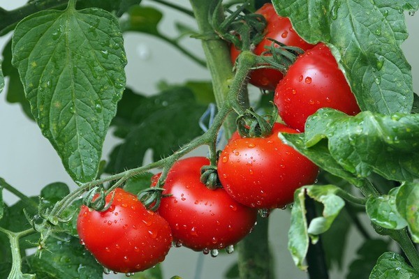This image has an empty alt attribute; its file name is tomatoes-1561565_1920.jpg